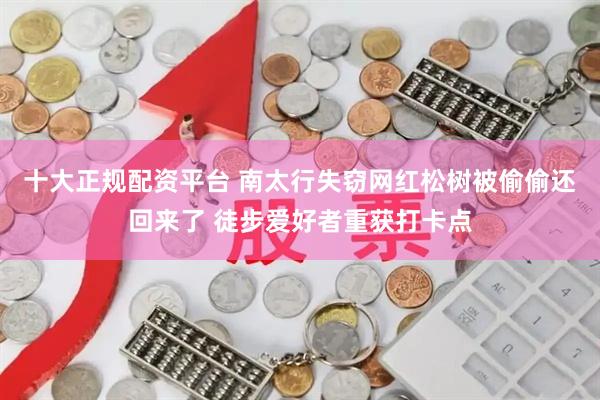 十大正规配资平台 南太行失窃网红松树被偷偷还回来了 徒步爱好者重获打卡点